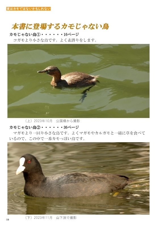 「カモかもしれない」