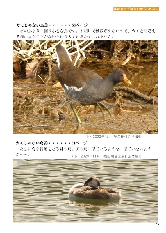 「カモかもしれない」