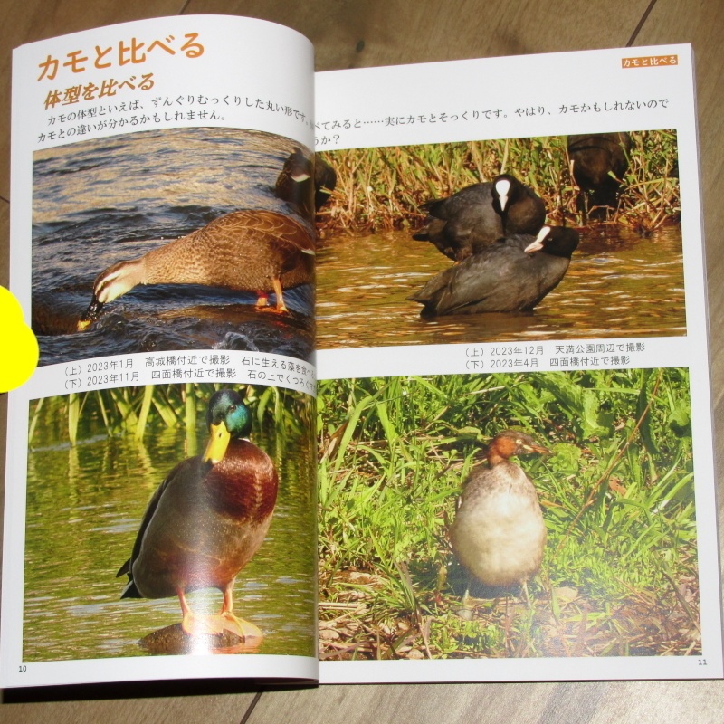 「カモかもしれない」