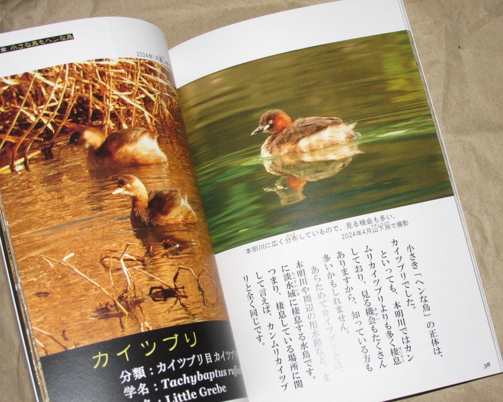 「進撃のカイツブリ」