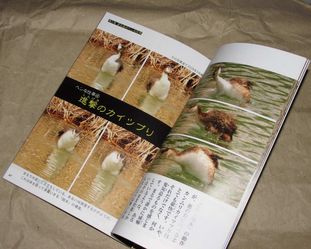 「進撃のカイツブリ」