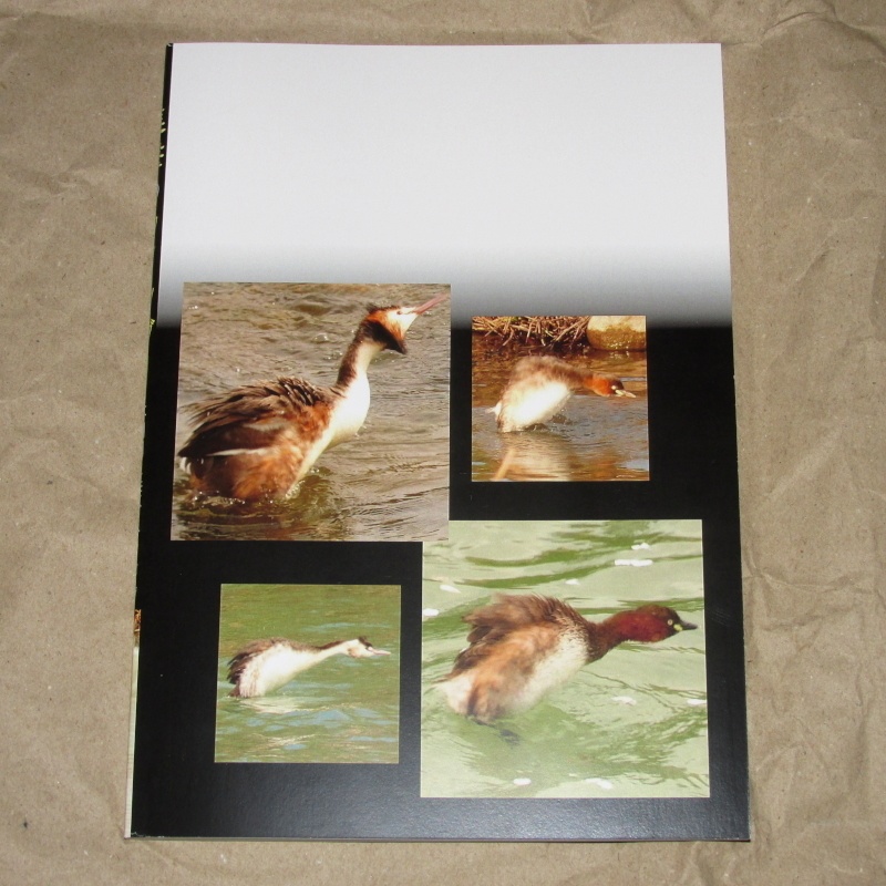 「進撃のカイツブリ」あんしんBOOTHパック