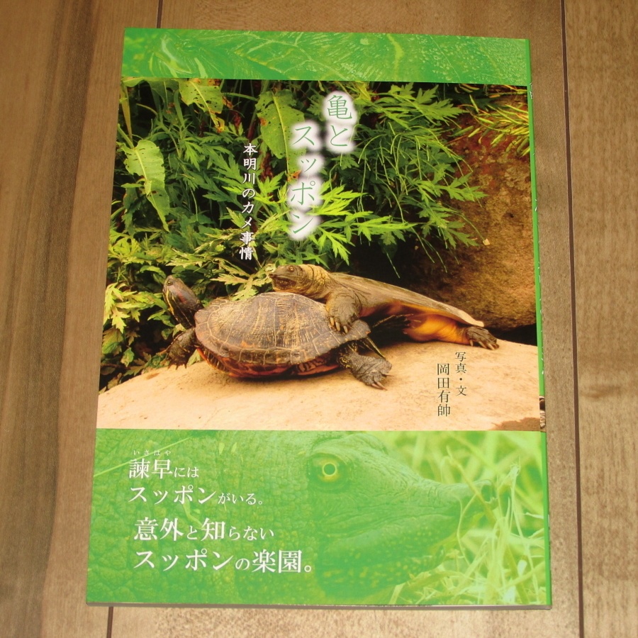 「亀とスッポン」