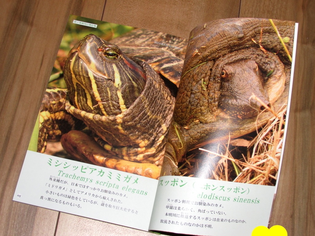 「亀とスッポン」