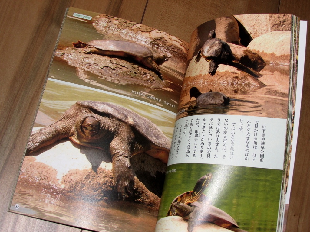 「亀とスッポン」