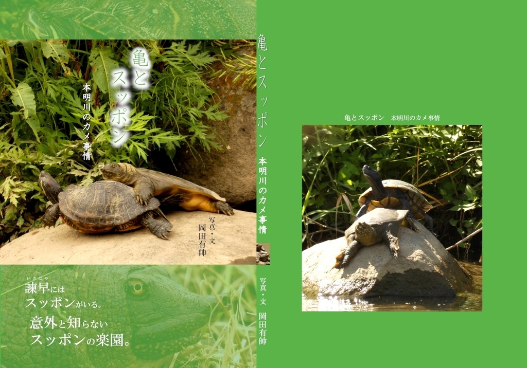 「亀とスッポン」