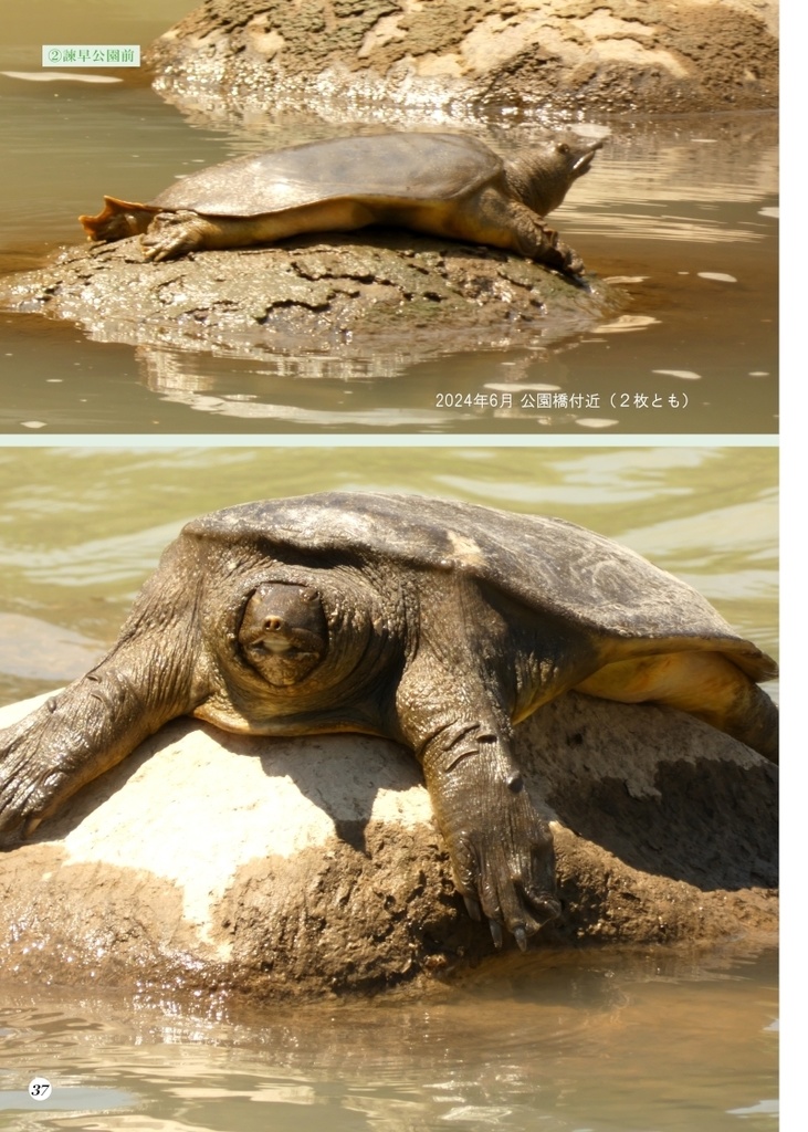 「亀とスッポン」