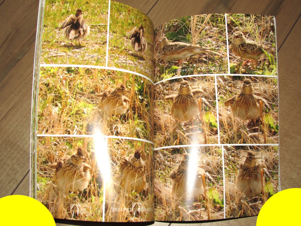 「仰々し!」ゆうゆうBOOTHパック