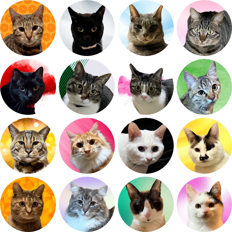 ねこシール（ランダム）