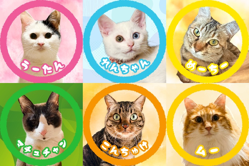 ねこシール2(ランダム)