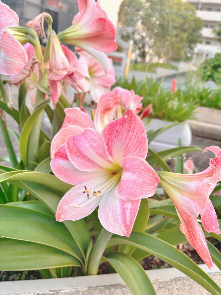 儚い花｜そばに置くための写真3枚セット