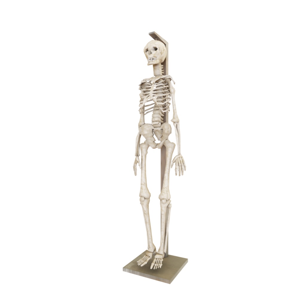 3DCG【skeleton】人体模型 骸骨 スケルトン