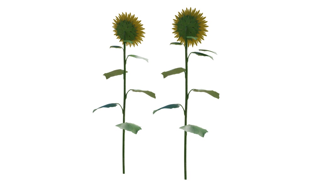 3DCG【sunflower】ひまわり