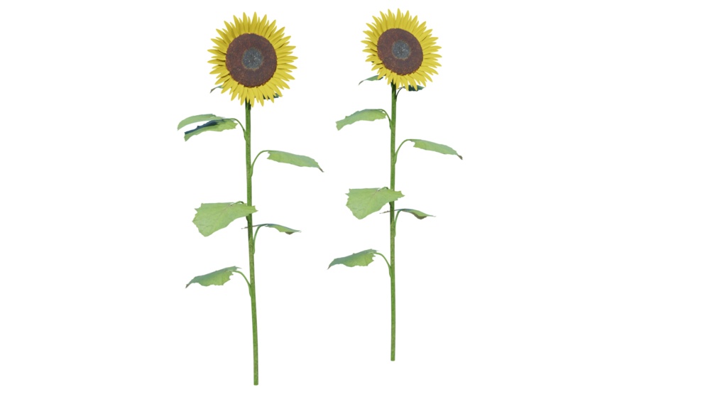 3DCG【sunflower】ひまわり