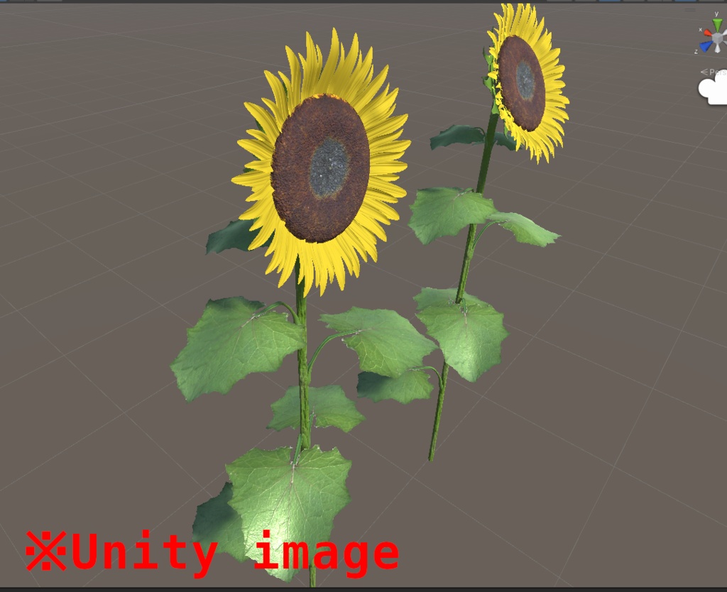 3DCG【sunflower】ひまわり