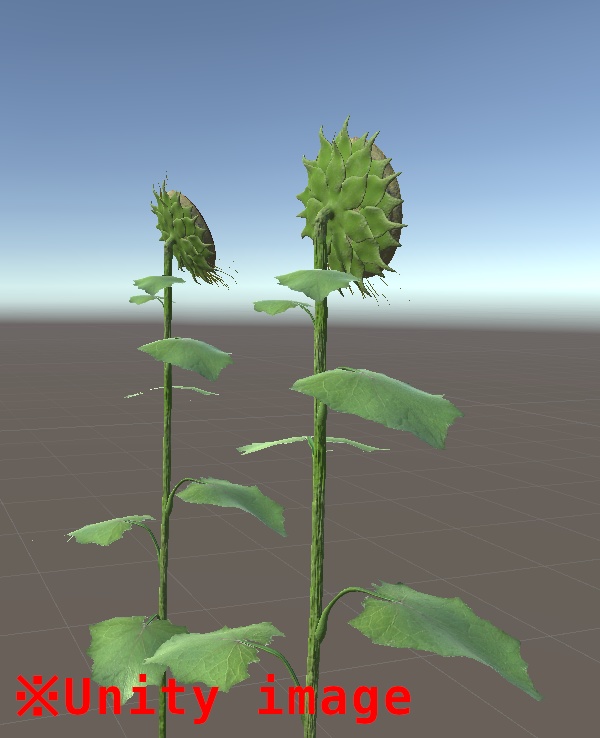 3DCG【sunflower】ひまわり