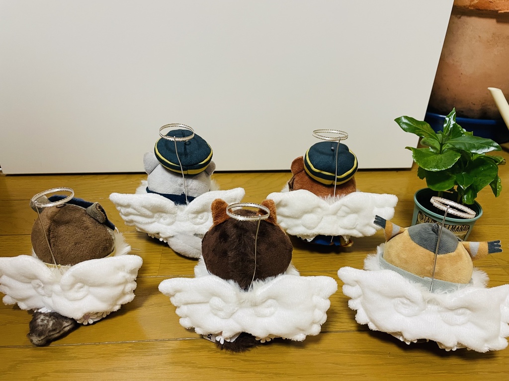 てんし〜꒰ঌ🤍໒꒱〜