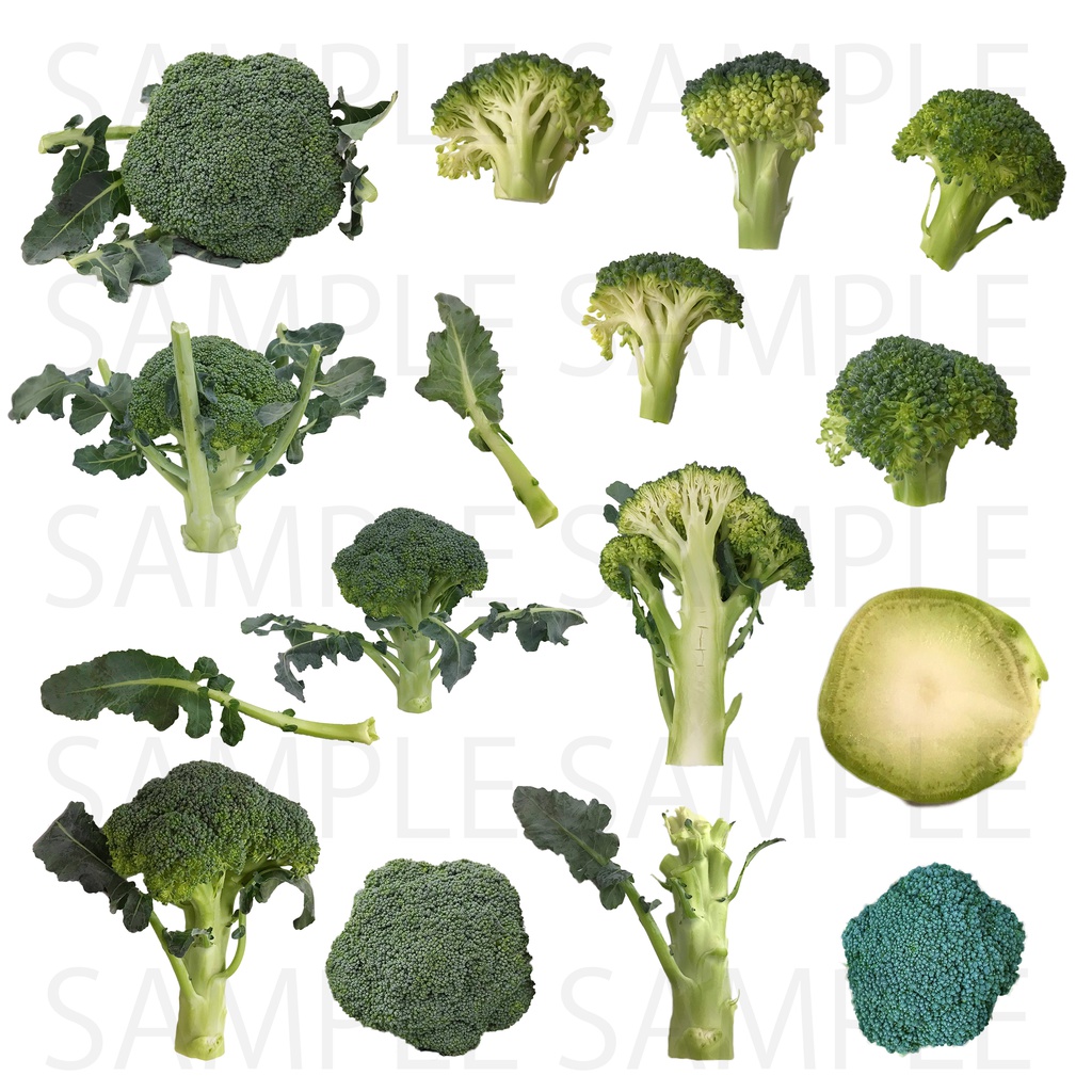 【画像素材】ブロッコリー【野菜】