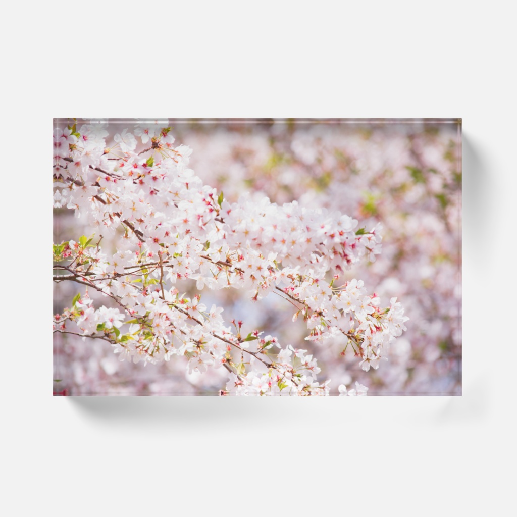 桜 アクリルブロック