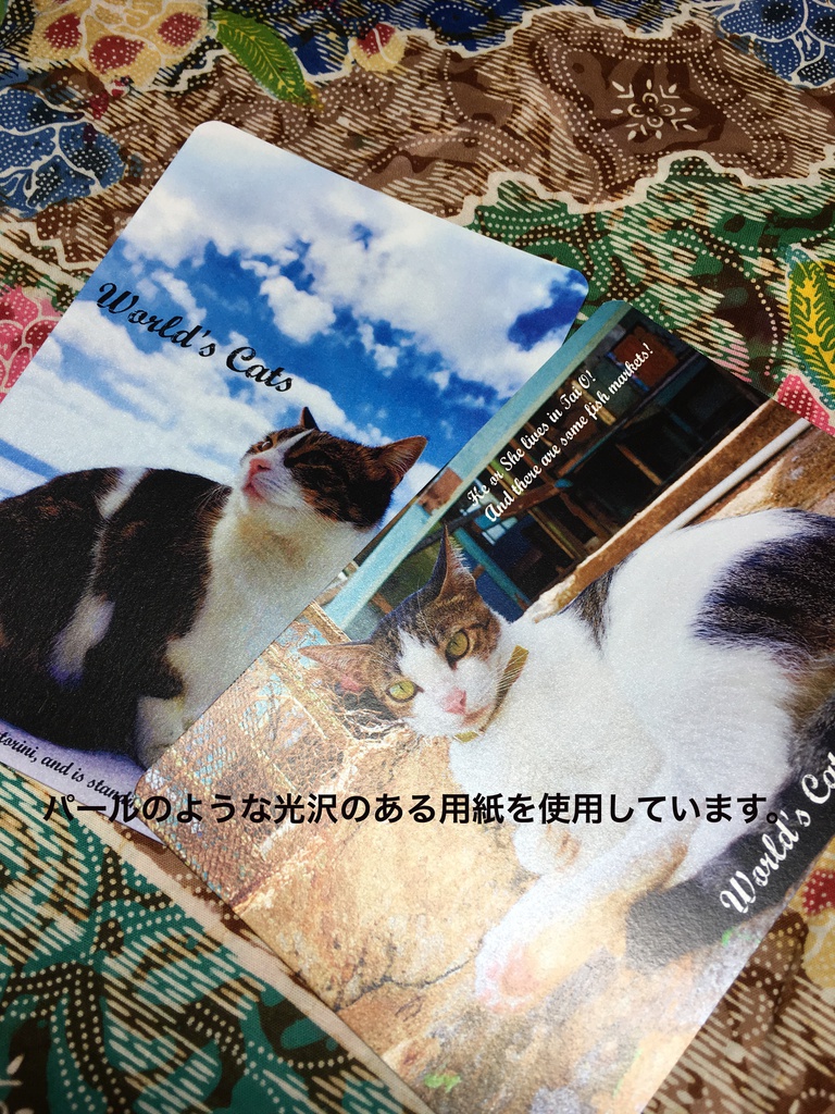 【CC大阪118】旅先で出会ったねこのポストカード(全9種)