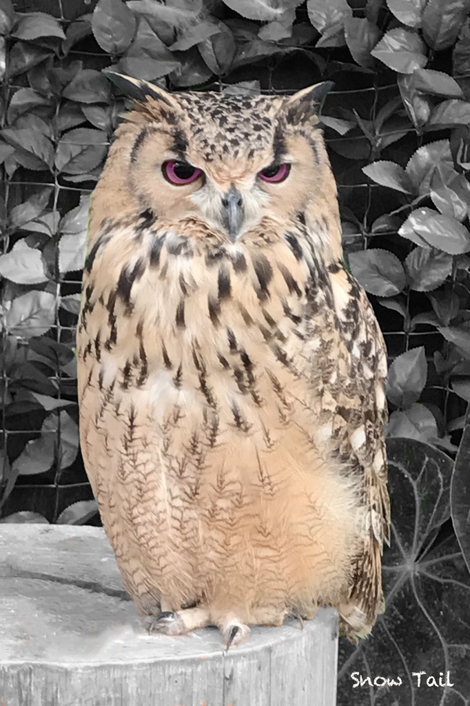 オリジナルデザイン:《睨む》Tシャツ