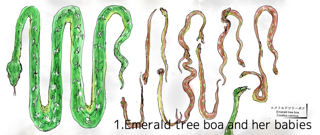 MUG(陶器製)現在2種/Barista Barn owl(バリスタのメンフクロウ)/Emerald tree boa and her babies(エメラルドツリーボア)/Ammonia