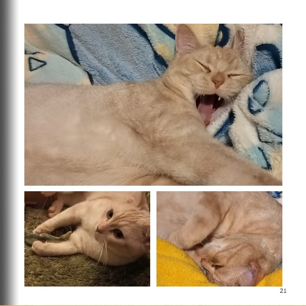 【猫の写真集】こなまみれ