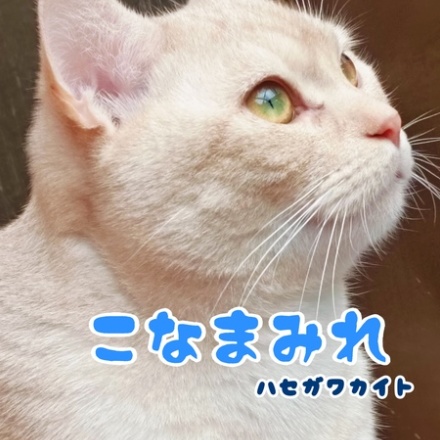 【猫の写真集】こなまみれ