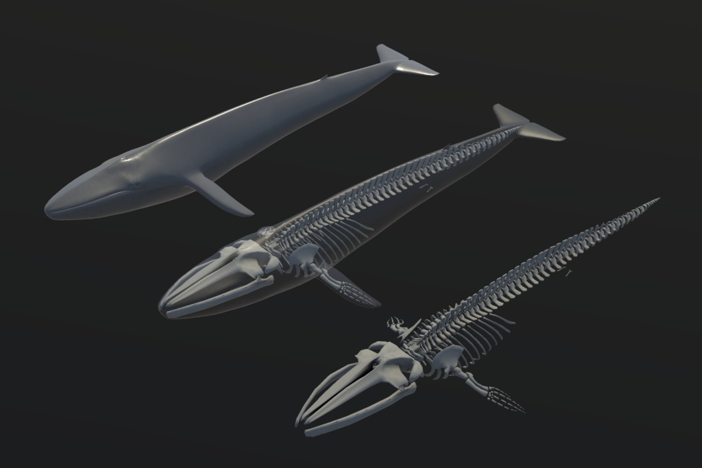 VRChat想定アバター 鯨骨-WhaleBone-