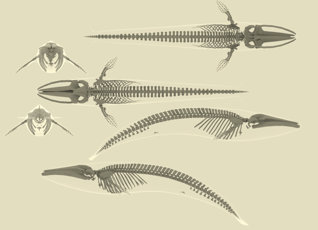 VRChat想定アバター 鯨骨-WhaleBone-