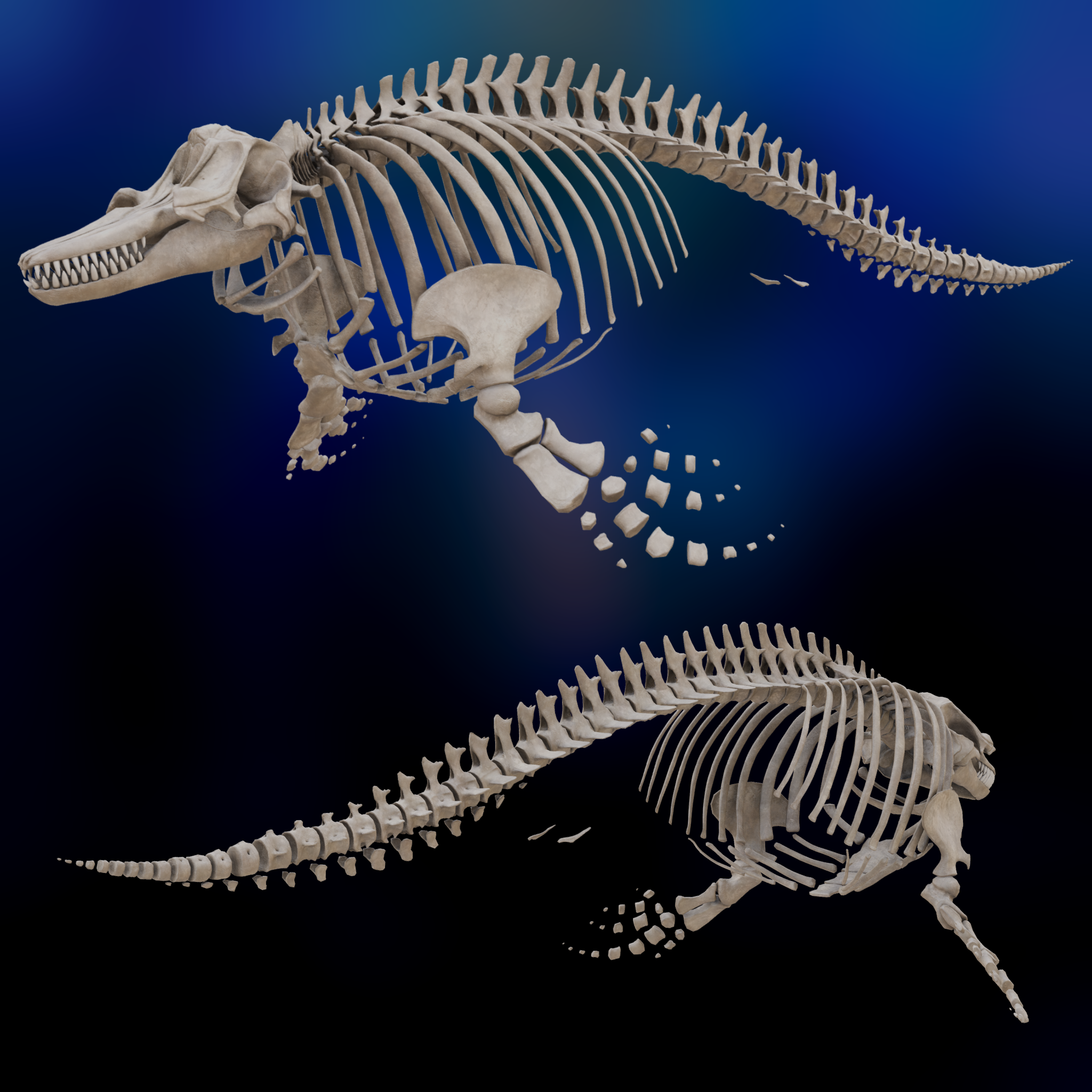 VRChat想定3Dアバター『シャチの骨格-Orca Bone-』 - Huyumusi's Creations - BOOTH