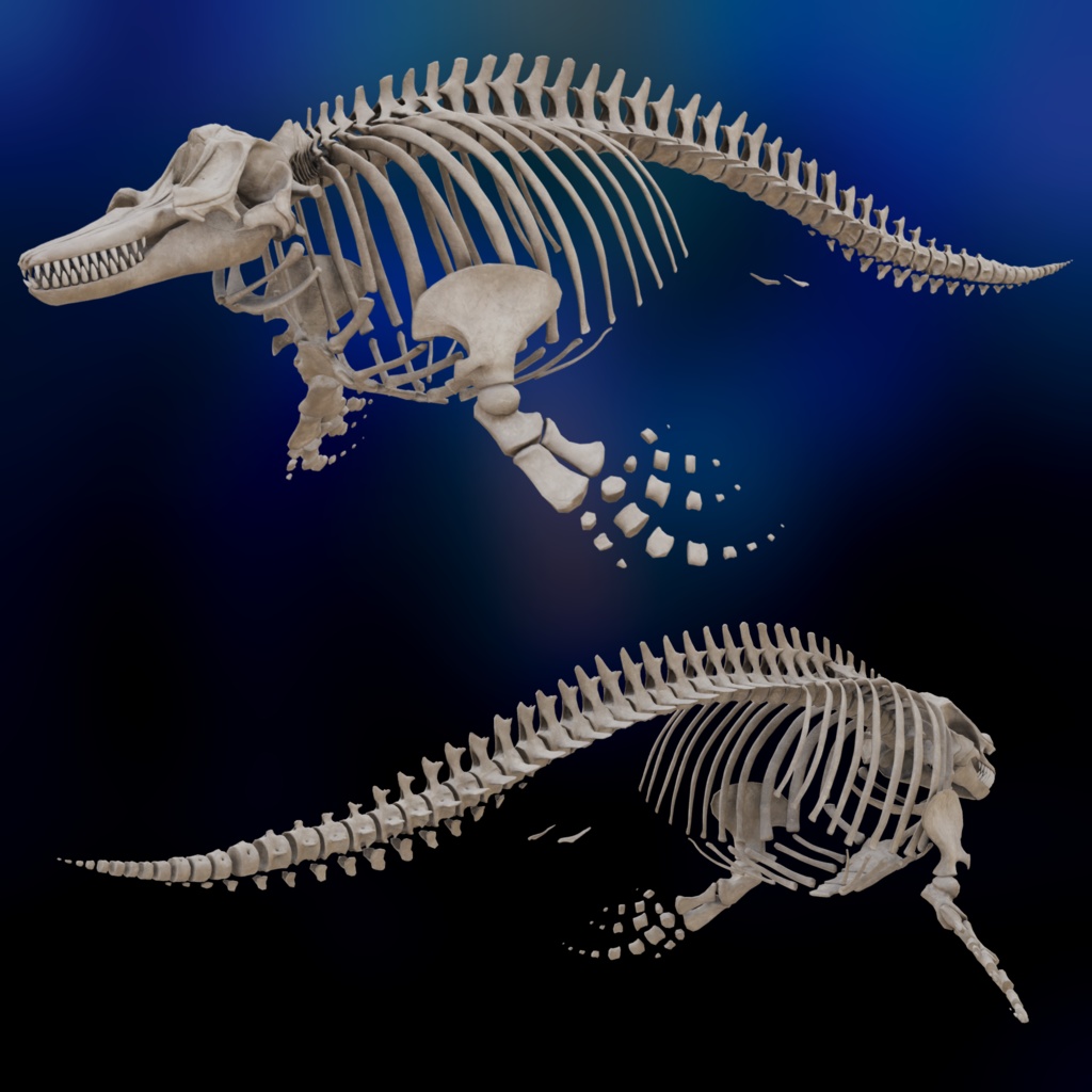 VRChat想定3Dアバター『シャチの骨格-Orca Bone-』