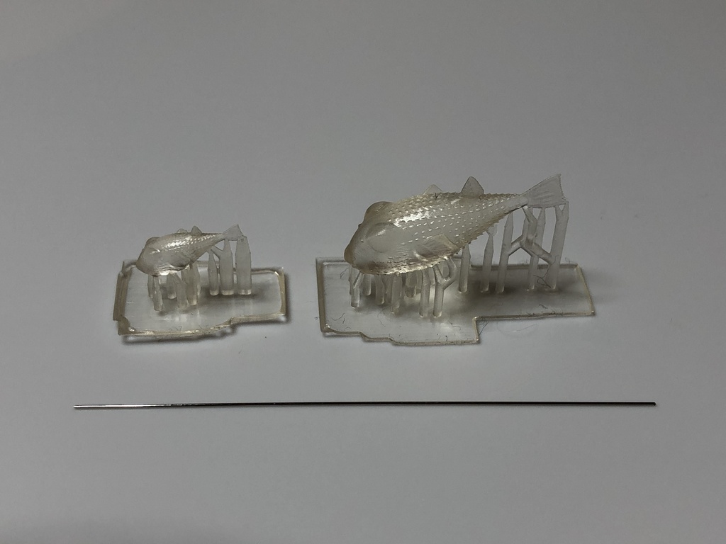 巣とアマミホシゾラフグ