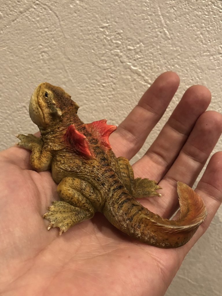 chubby dragon tadpole