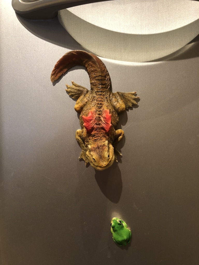 chubby dragon tadpole