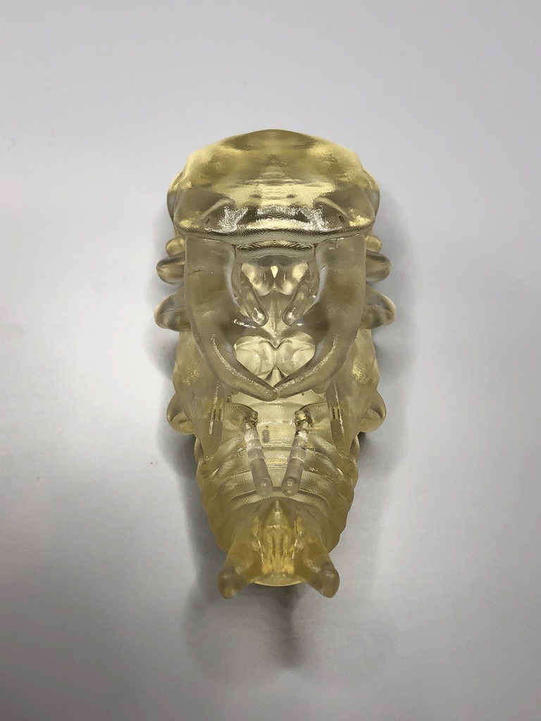 オオクワガタのサナギ（♂）完成品クリヤー