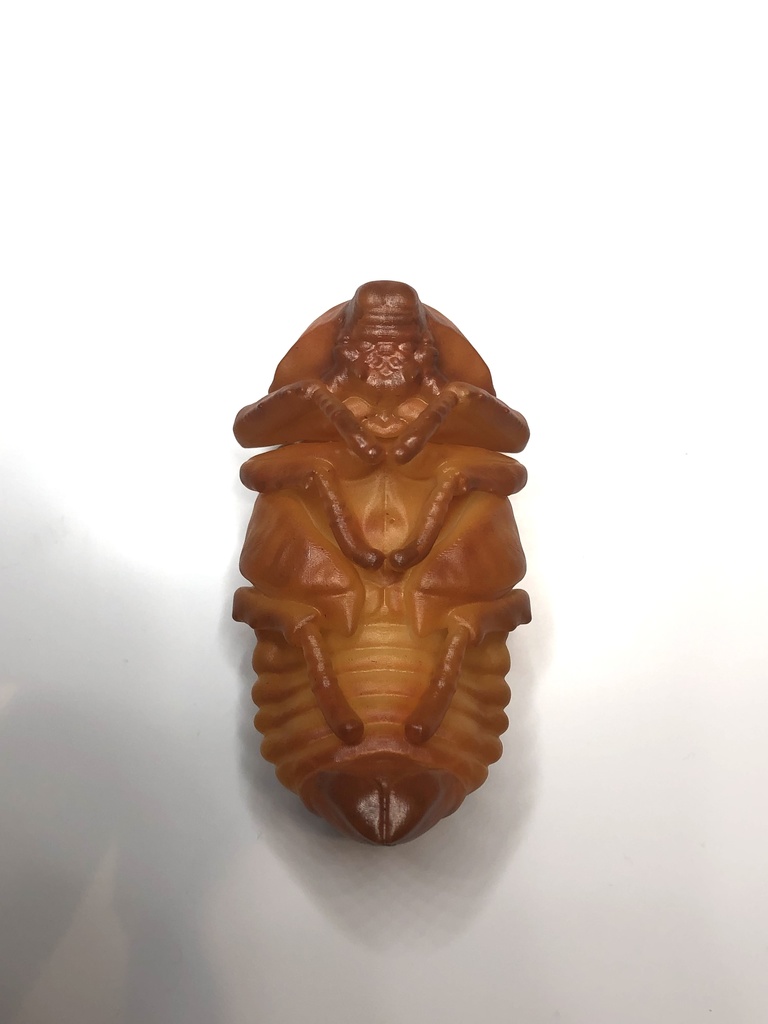 カブトムシのサナギ(♂♀選択式)