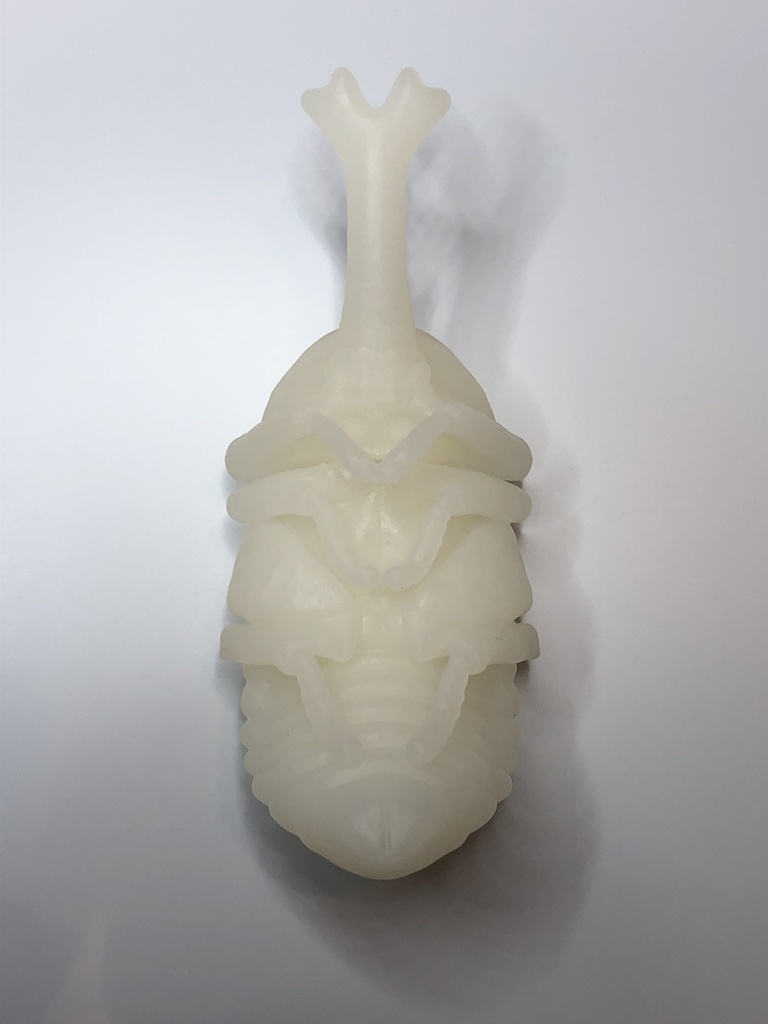 カブトムシのサナギ(♂♀選択式)