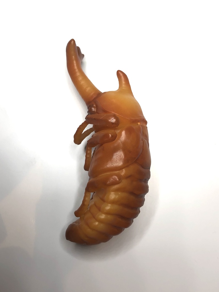 カブトムシのサナギ(♂♀選択式)
