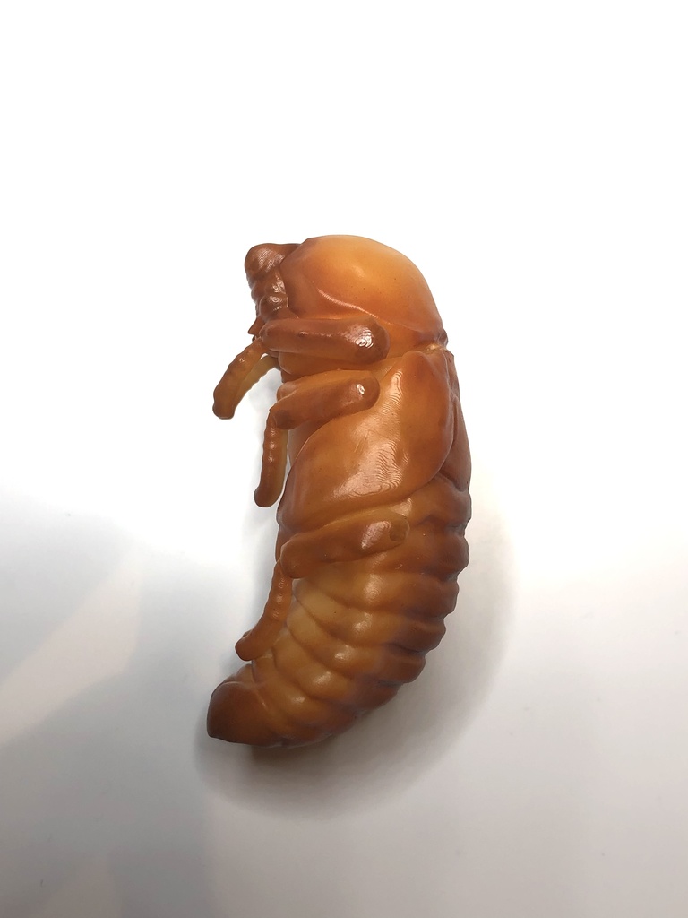 カブトムシのサナギ(♂♀選択式)