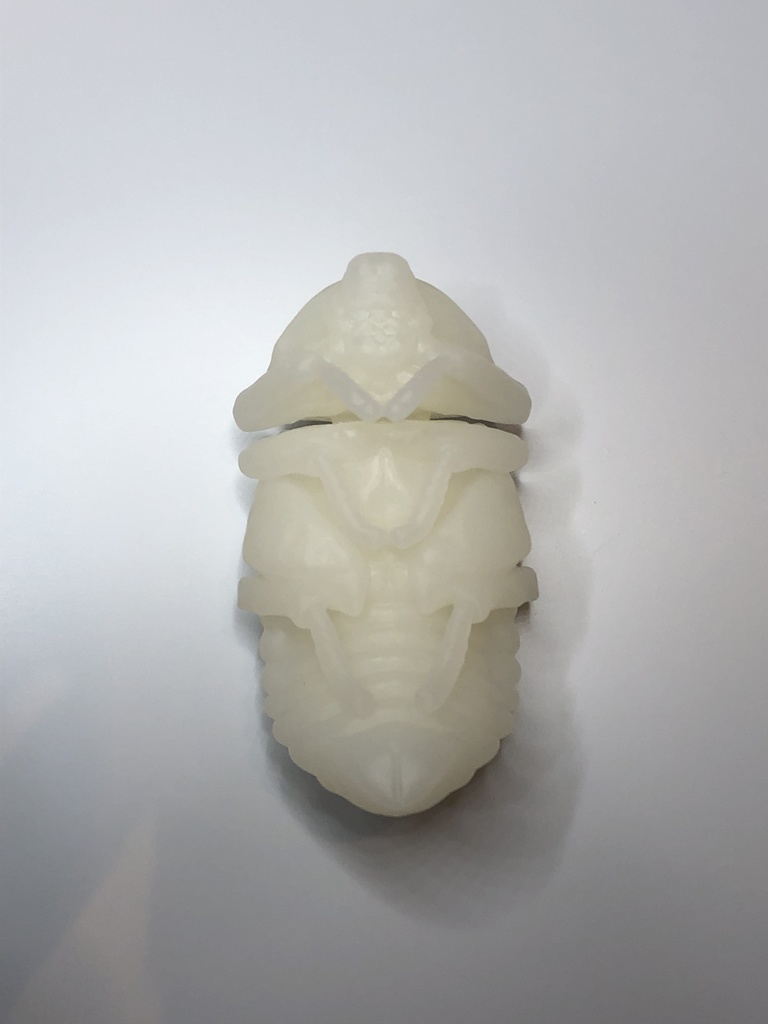 カブトムシのサナギ(♂♀選択式)