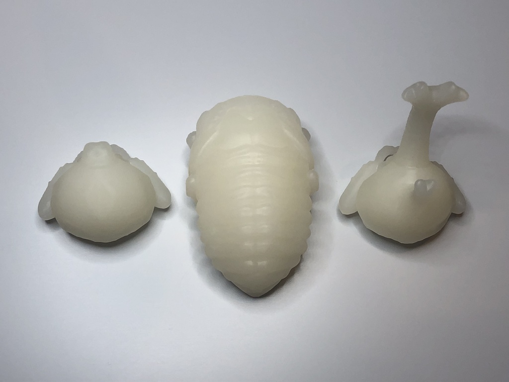 カブトムシのサナギ(♂♀選択式)