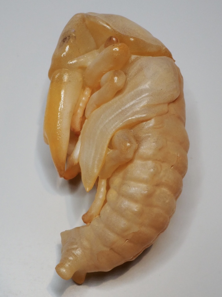 オオクワガタのサナギ(♂)クリヤー出力