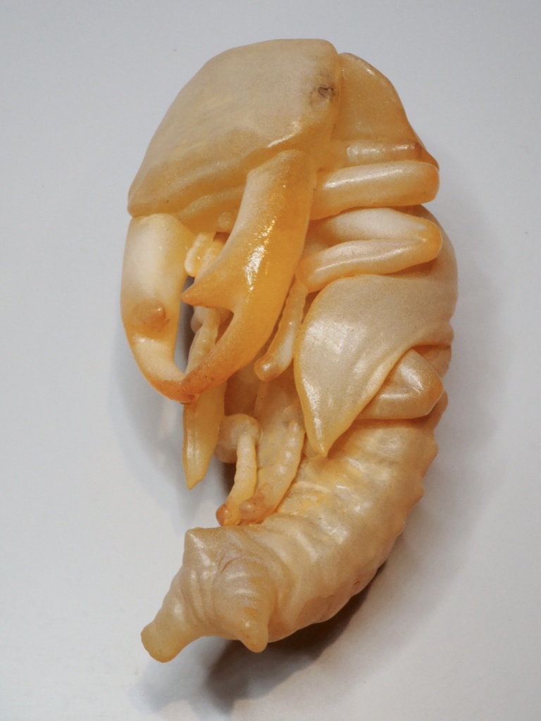 オオクワガタのサナギ(♂)クリヤー出力