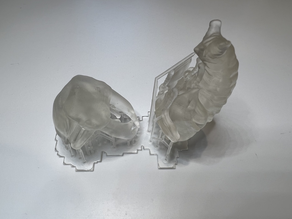 オオクワガタのサナギ(♂)クリヤー出力