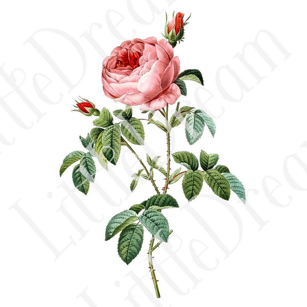 ピエール=ジョゼフ・ルドゥーテ Les Roses バラ図譜 16枚【png】