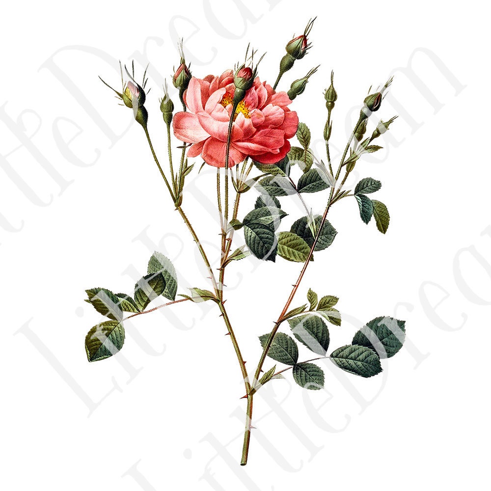 ピエール=ジョゼフ・ルドゥーテ Les Roses バラ図譜 16枚【png】