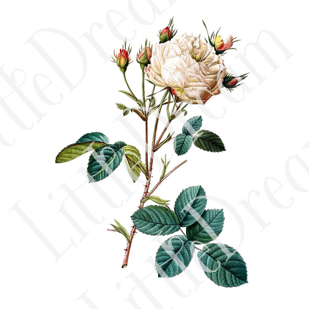 ピエール=ジョゼフ・ルドゥーテ Les Roses バラ図譜 16枚【png】