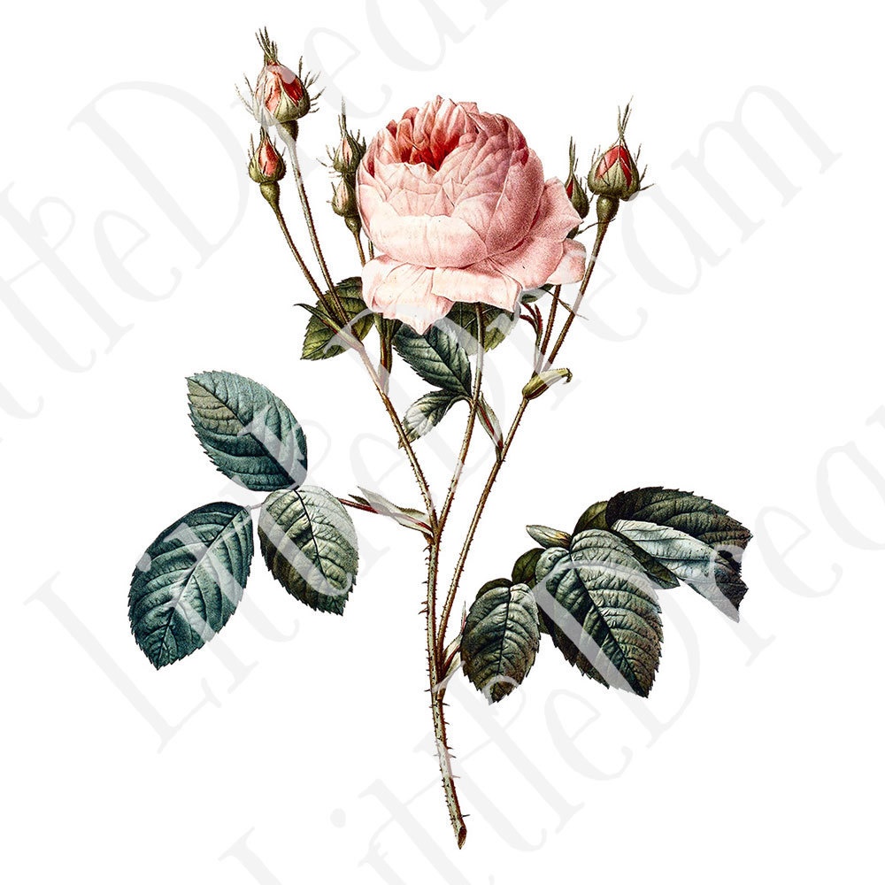 ピエール=ジョゼフ・ルドゥーテ Les Roses バラ図譜 16枚【png】