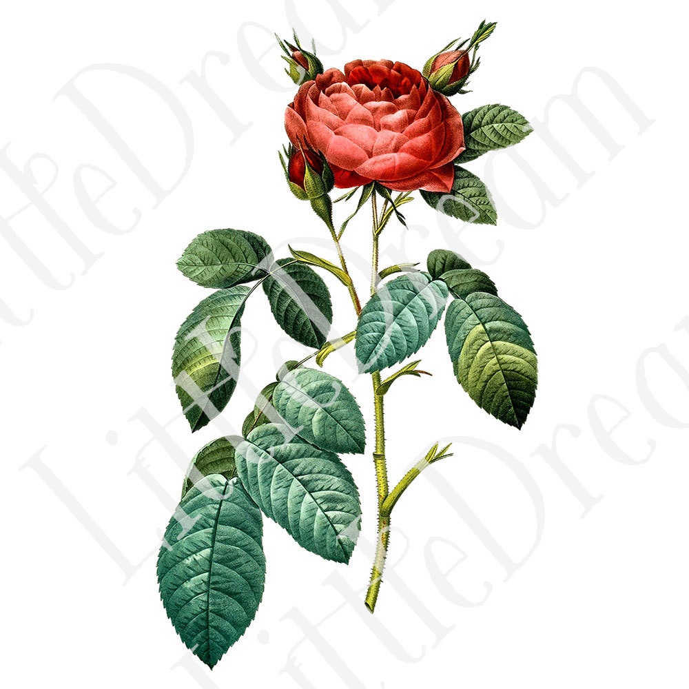 ピエール=ジョゼフ・ルドゥーテ Les Roses バラ図譜 16枚【png】